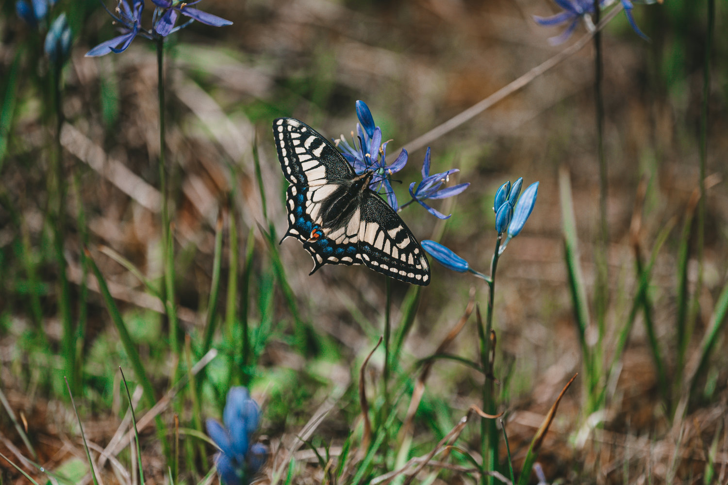 Anise swallowtail butterfly.